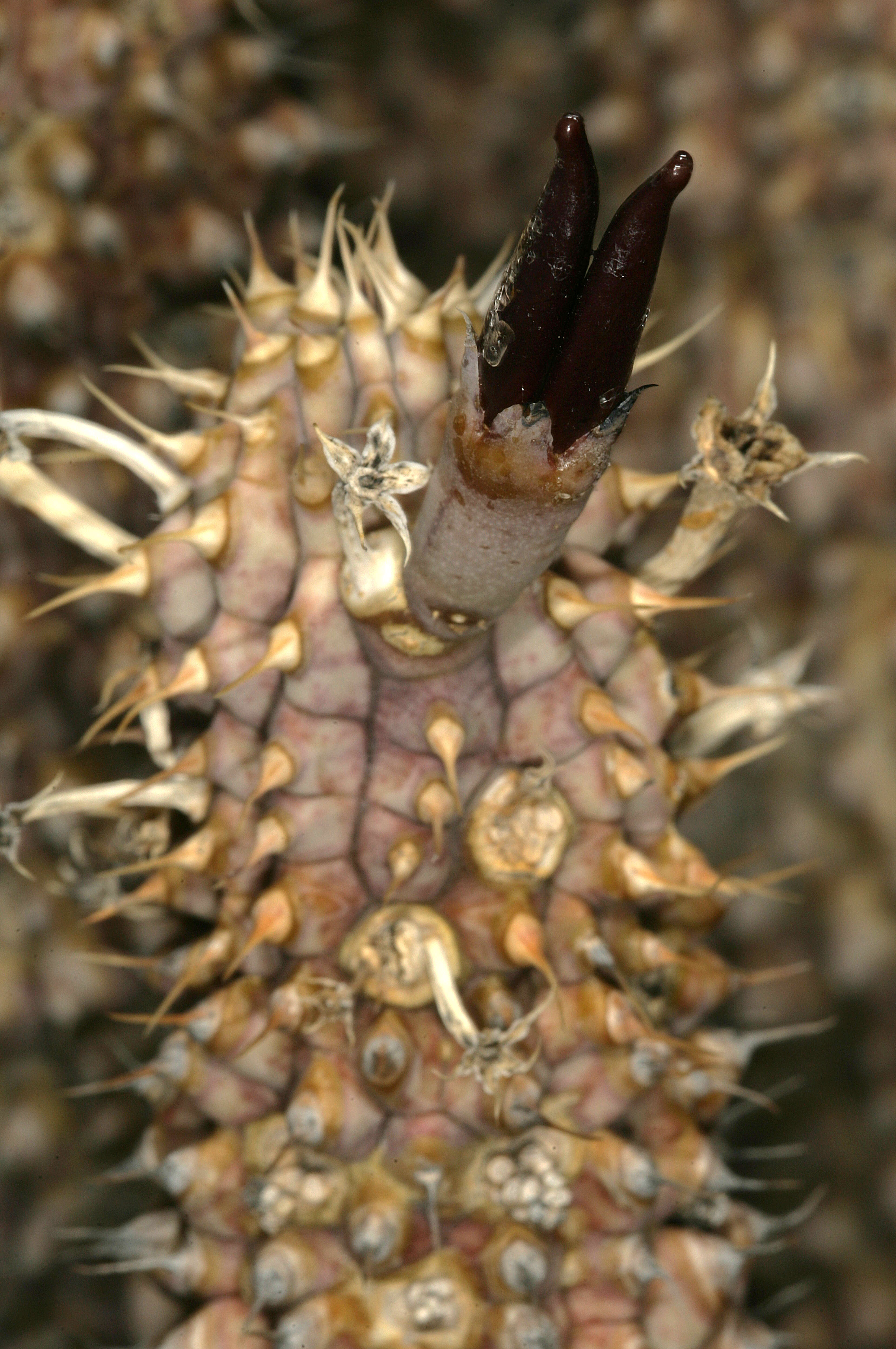 Image de Ceropegia gordonii (Masson) Bruyns