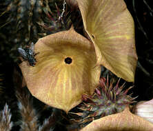 Image de Ceropegia gordonii (Masson) Bruyns