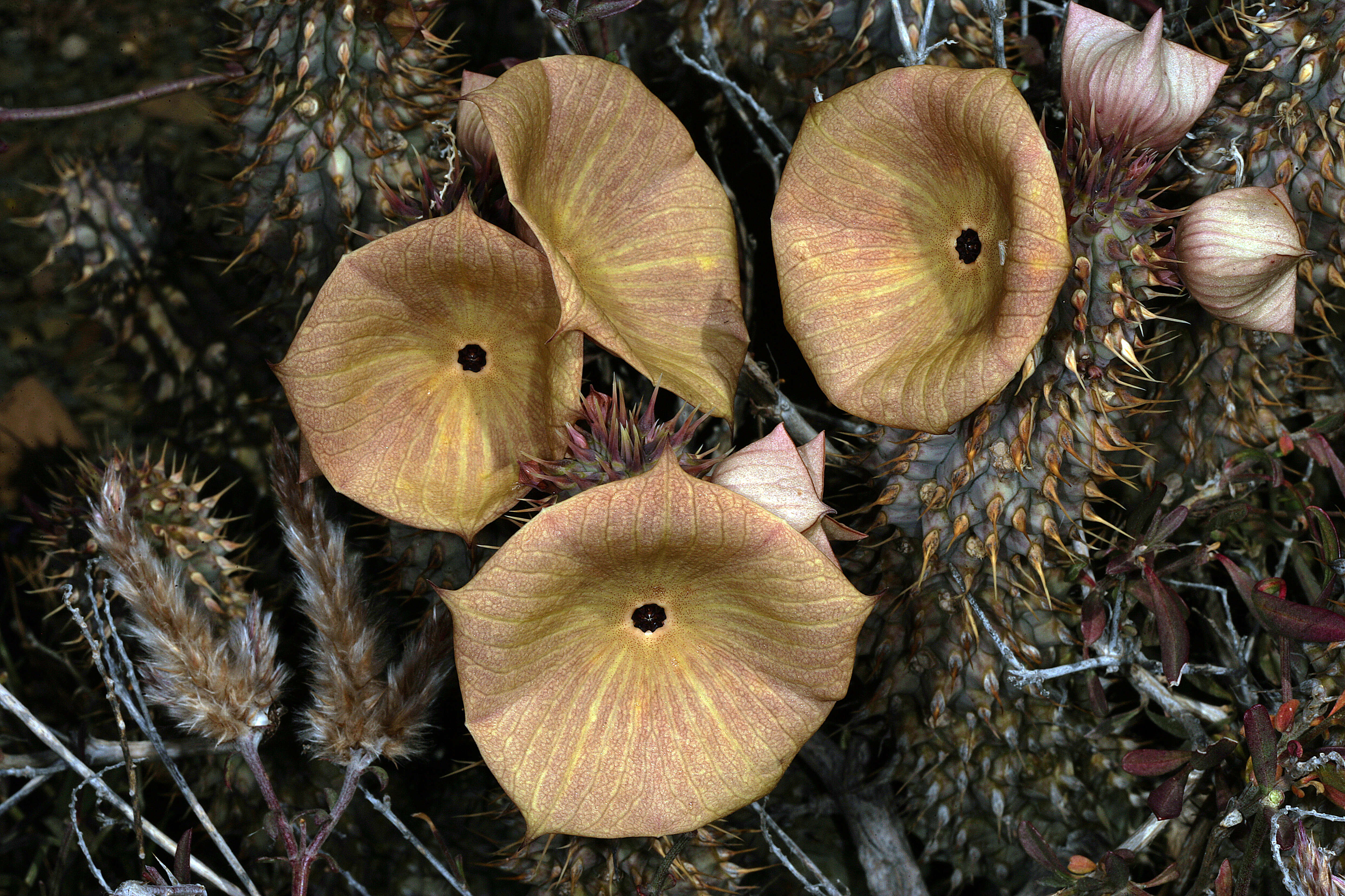 Image de Ceropegia gordonii (Masson) Bruyns