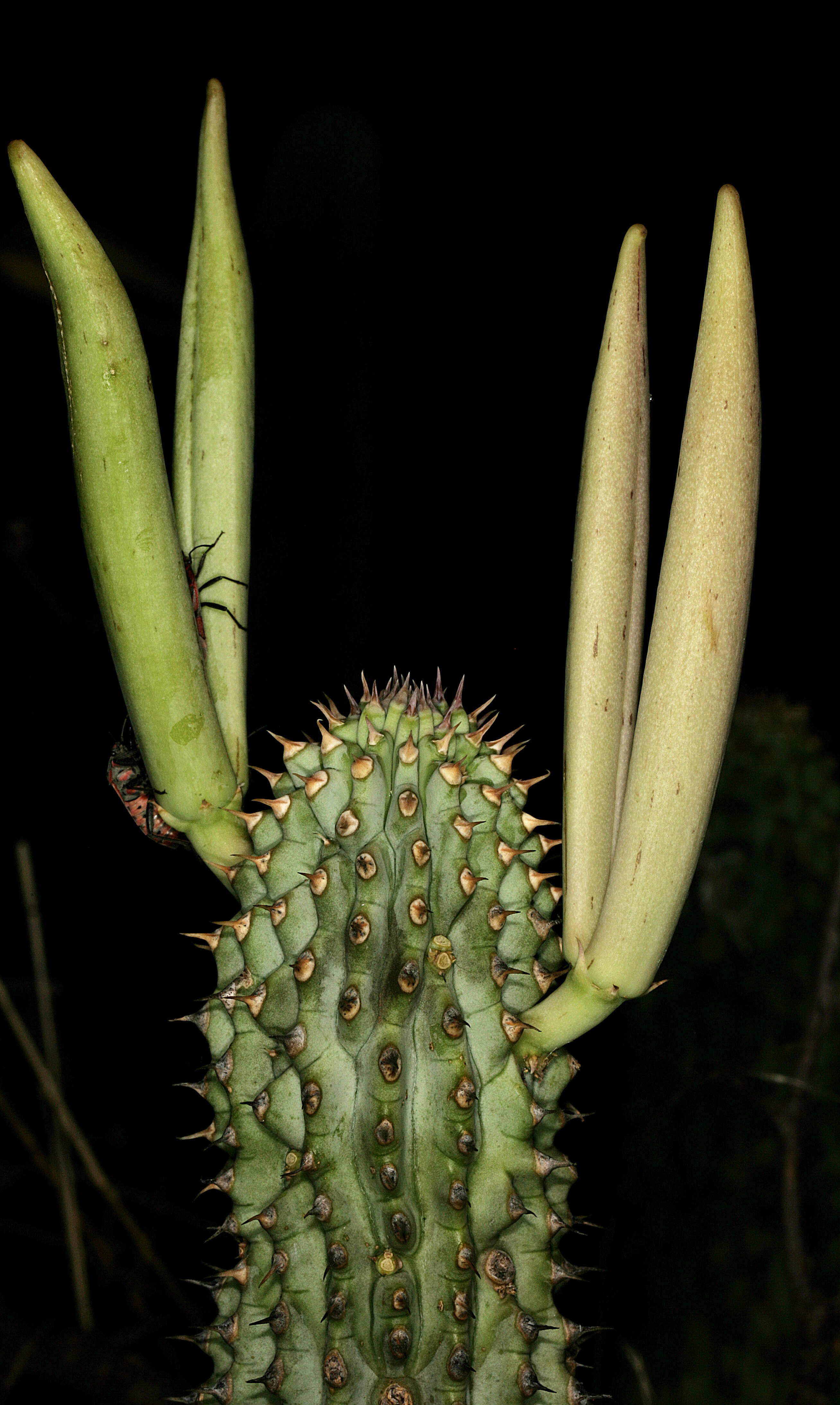 Image of Ceropegia currorii subsp. currorii