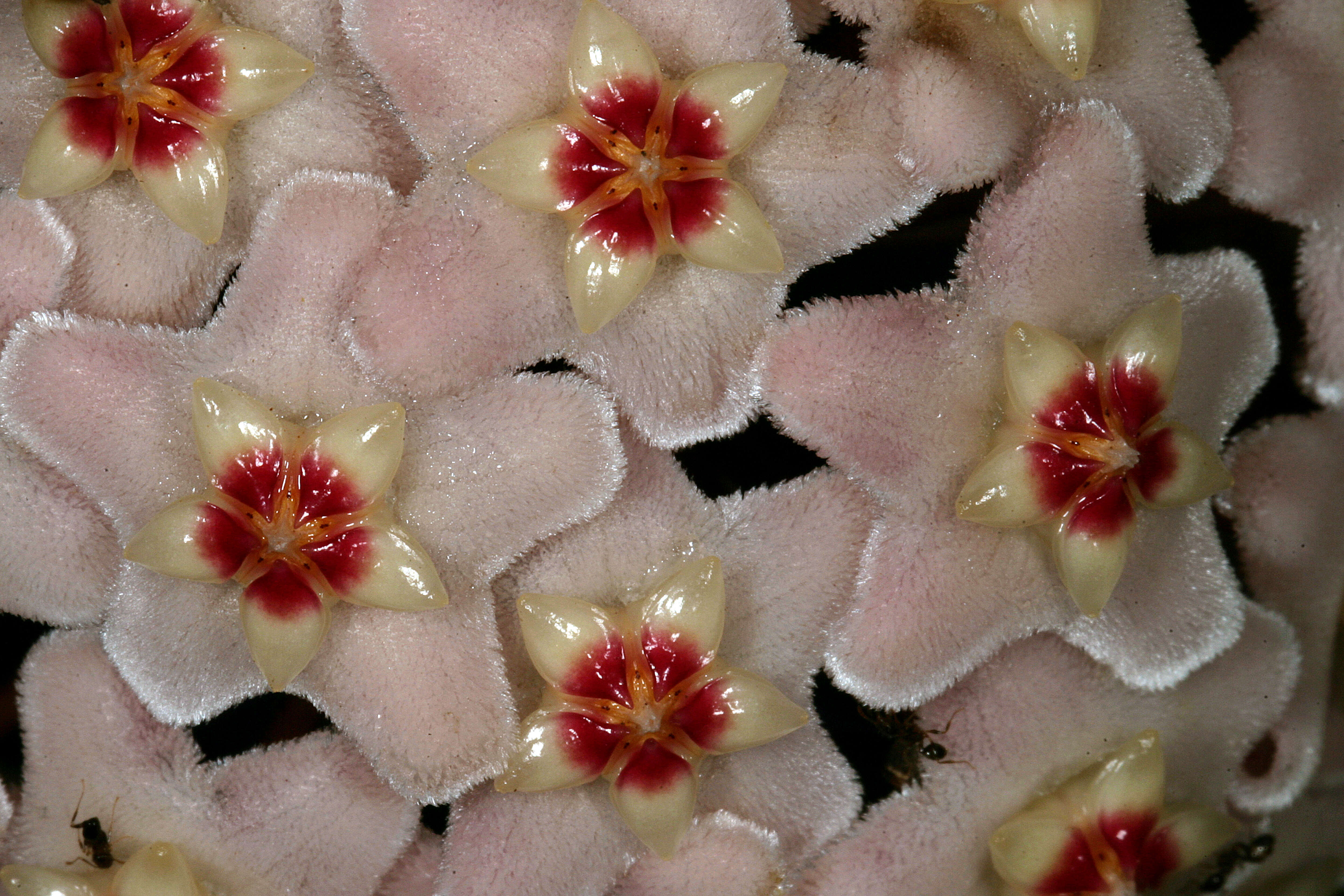 Image of porcelainflower