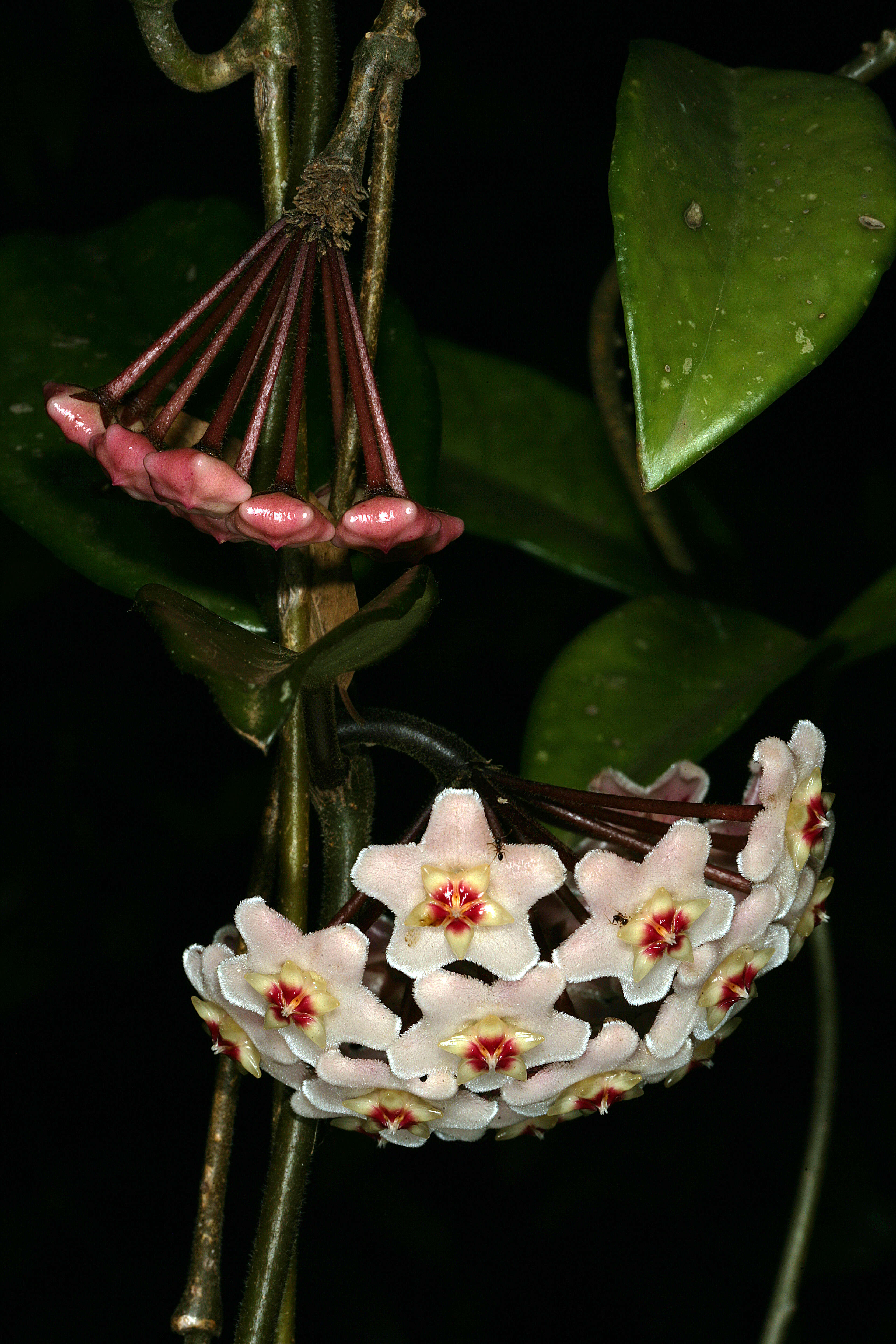 Image of porcelainflower