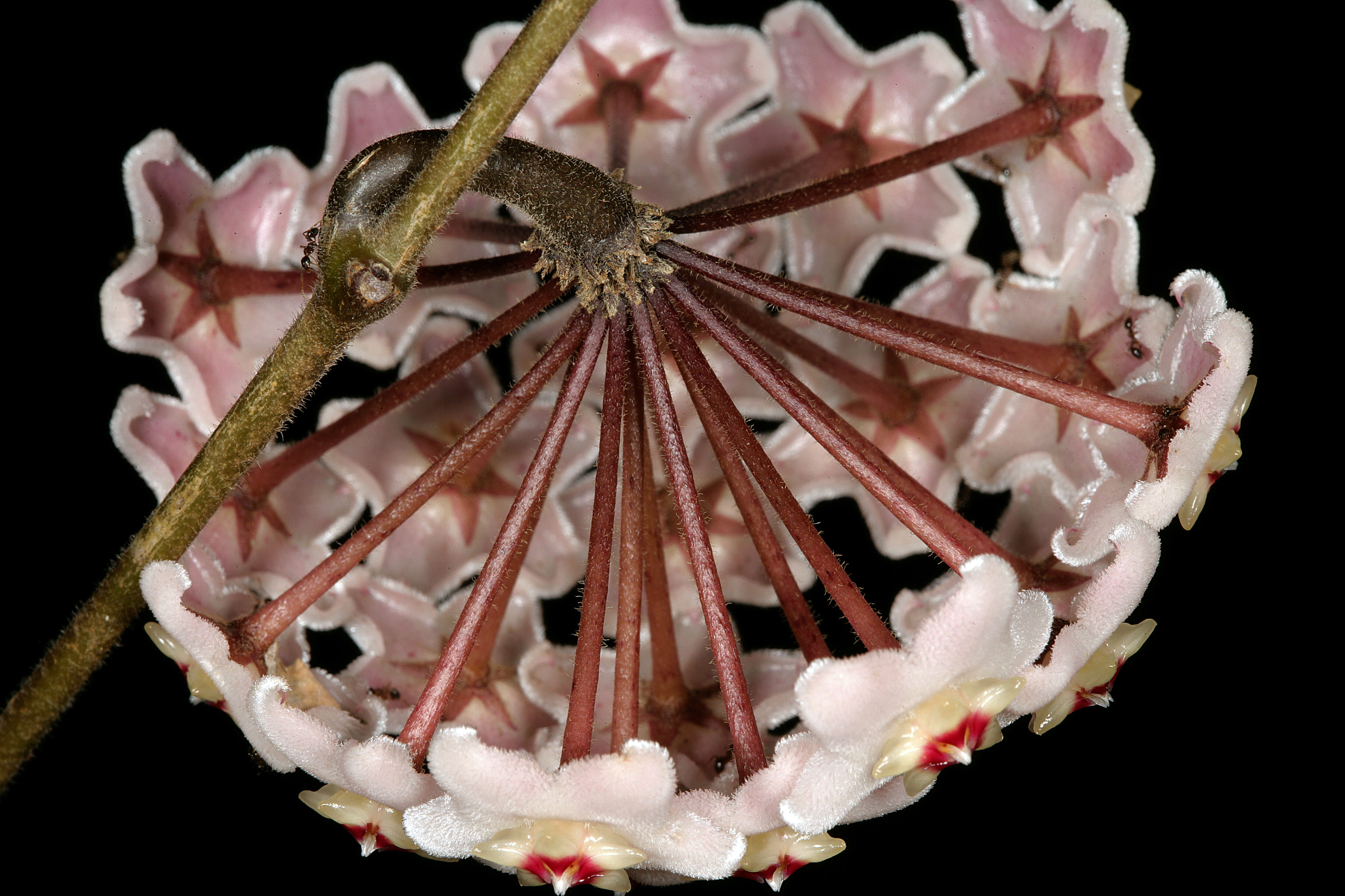 Image of porcelainflower