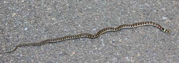 Image of tiger keelback