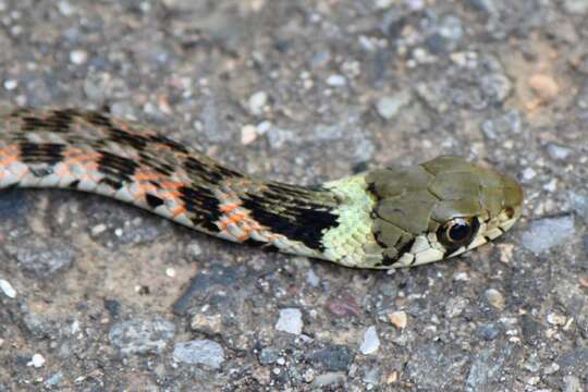 Image de Rhabdophis tigrinus (F. Boie 1826)