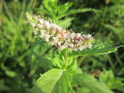 Image of Horse Mint