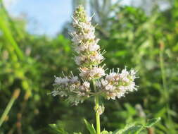 Image of Horse Mint