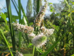 Image of Horse Mint