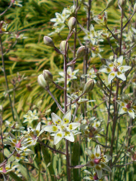 Image of alkali grass