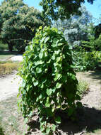 Image of woolly dutchman's pipe