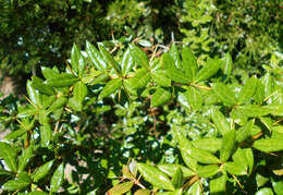 Image de Berberis candidula C. K. Schneid.