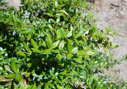 Image de Berberis candidula C. K. Schneid.