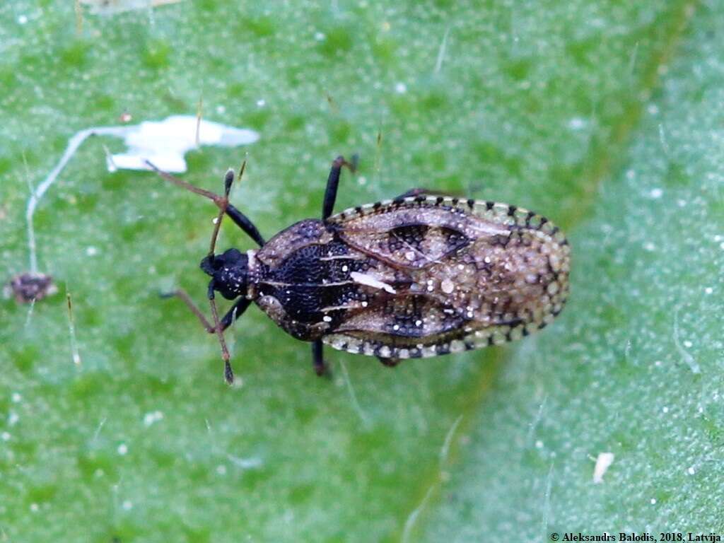 Image of Lace bug