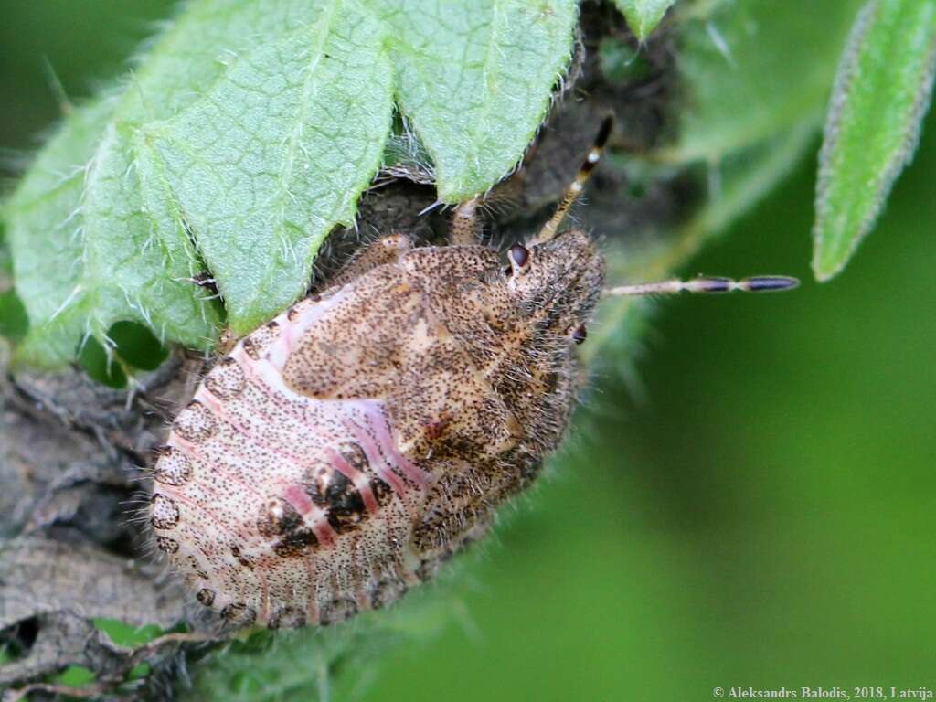 Image of sloe bug