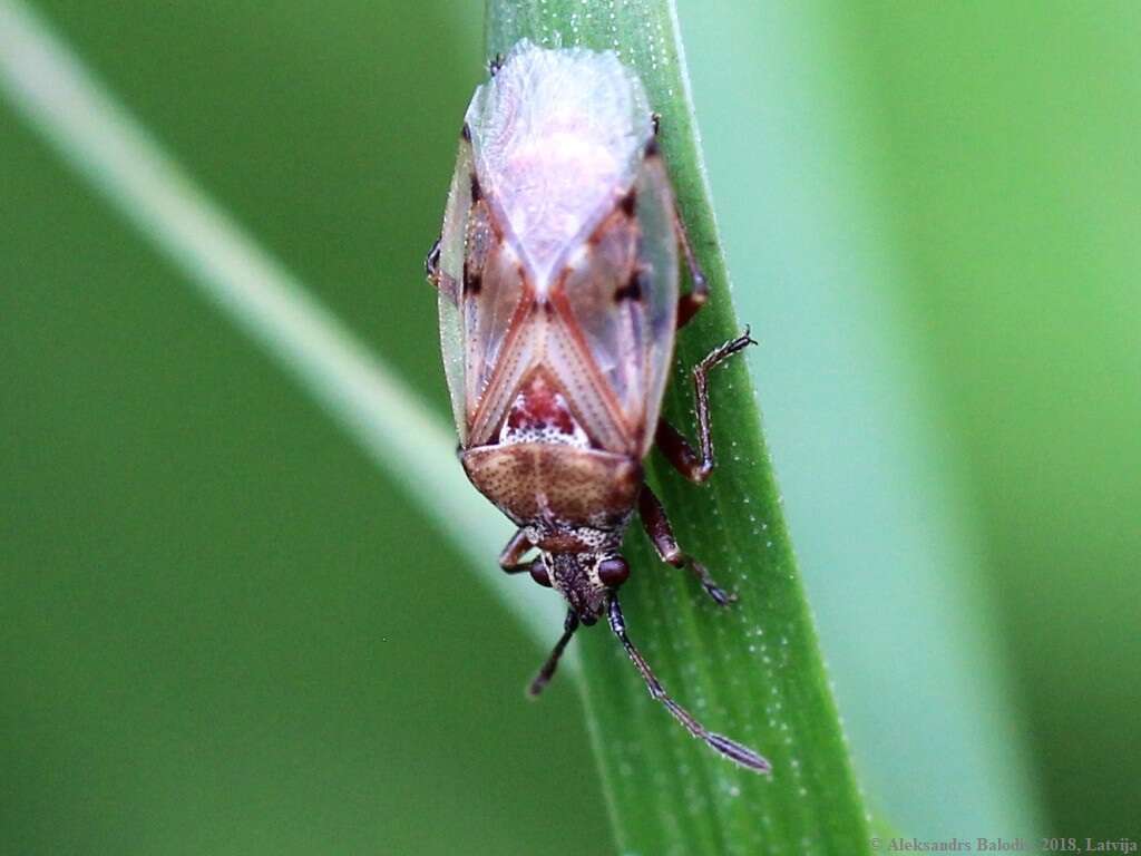 Image of Birch Catkin Bug