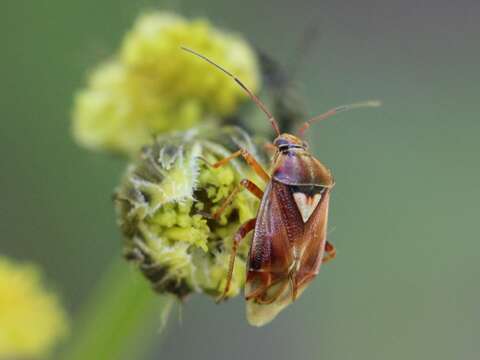 صورة Lygus pratensis (Linnaeus 1758)