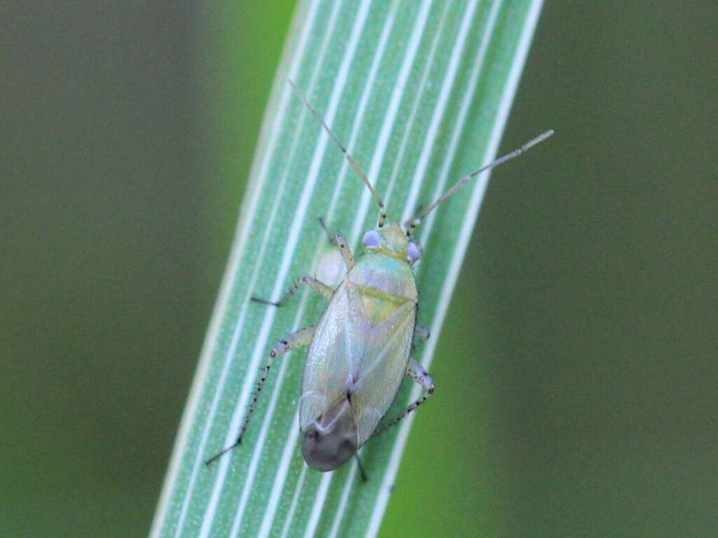 Image de Plagiognathus chrysanthemi (Wolff 1804)