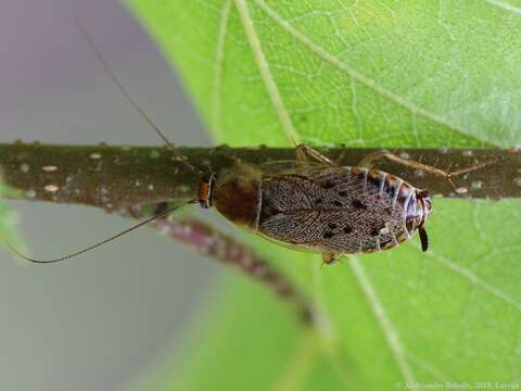 Image of dusky cockroach