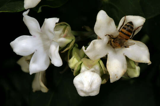 Araujia sericifera Brot. resmi