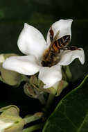 Araujia sericifera Brot. resmi