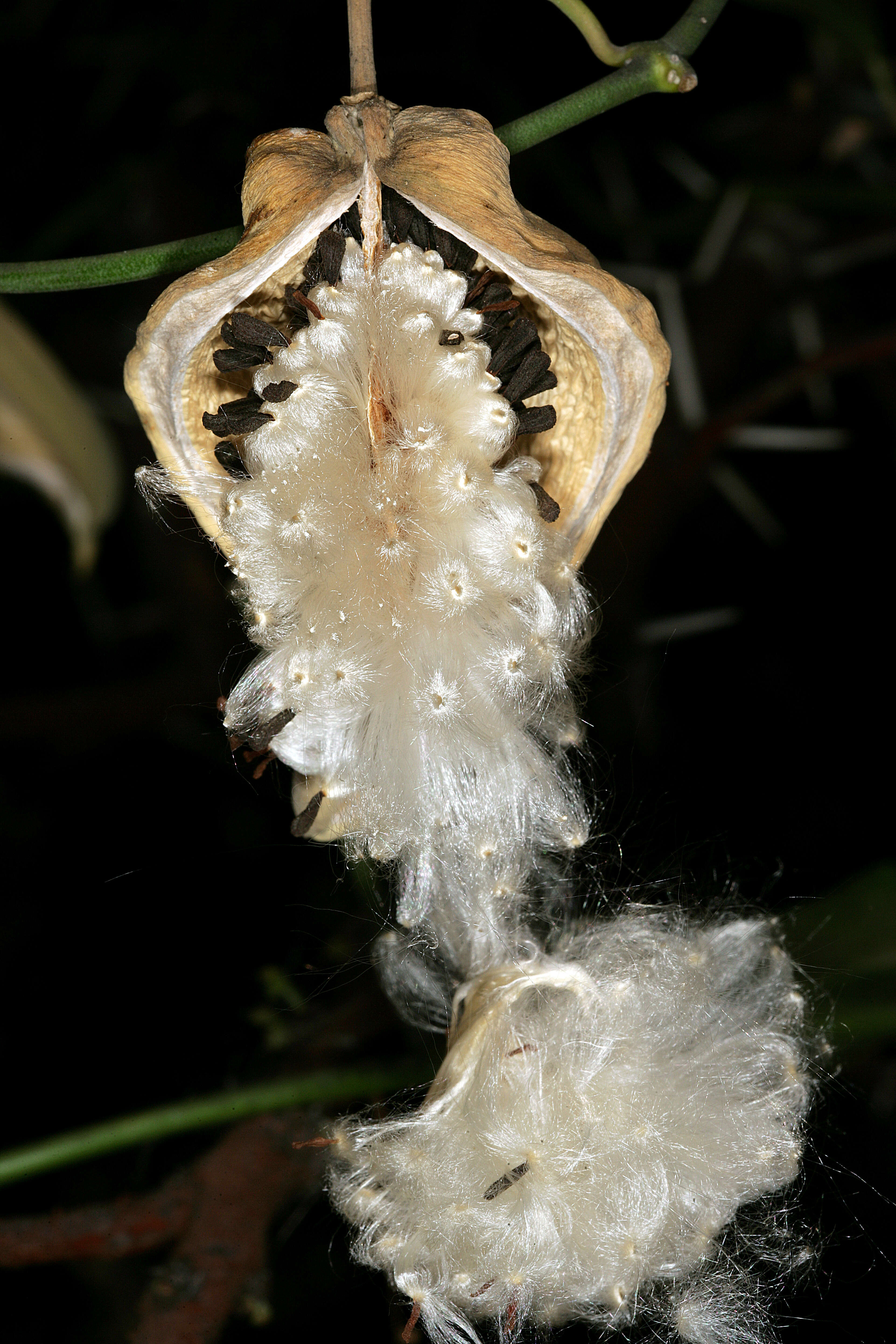 Araujia sericifera Brot. resmi