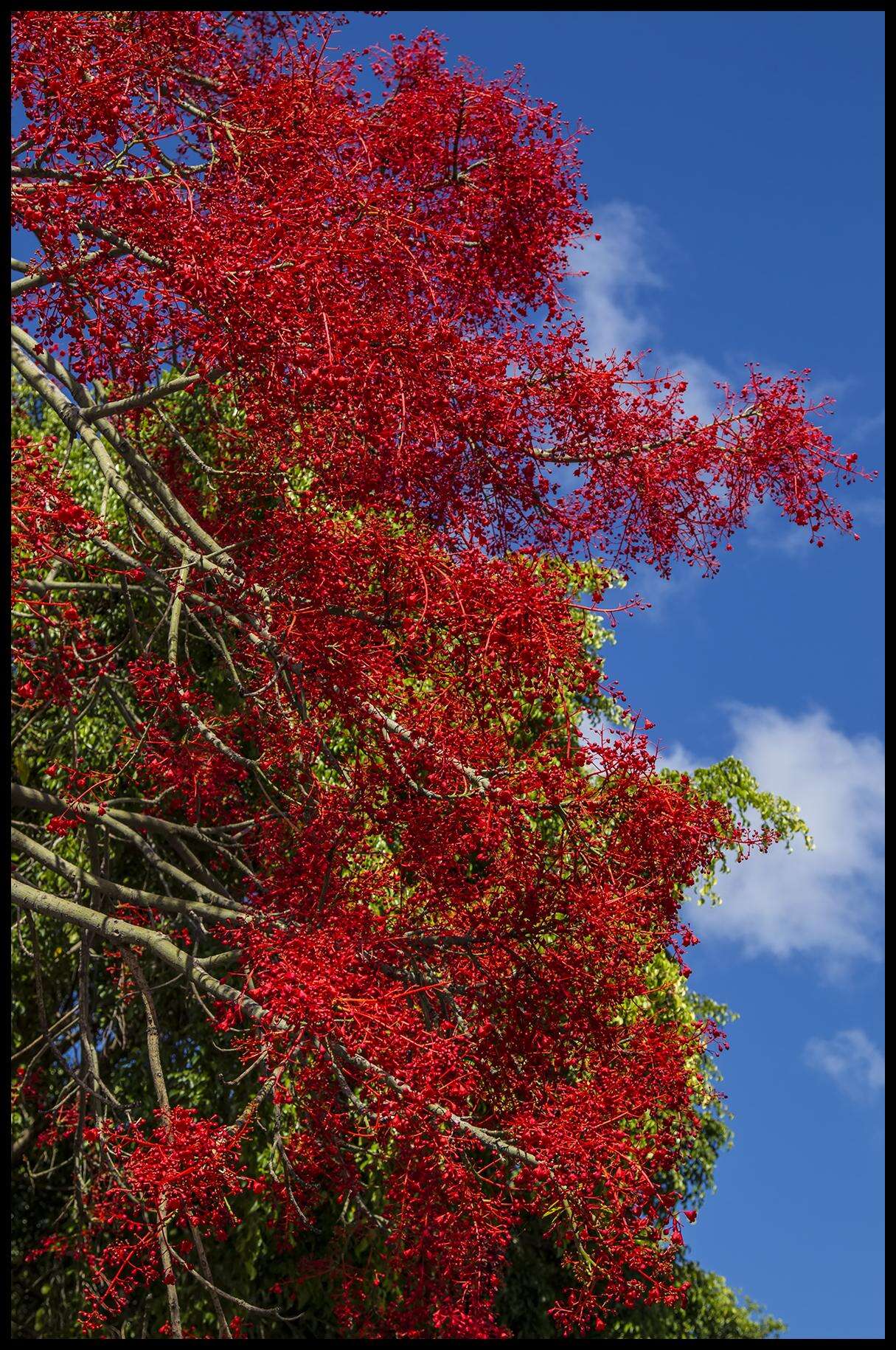 Image of flame bottletree