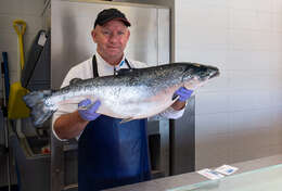 Image of Atlantic Salmon