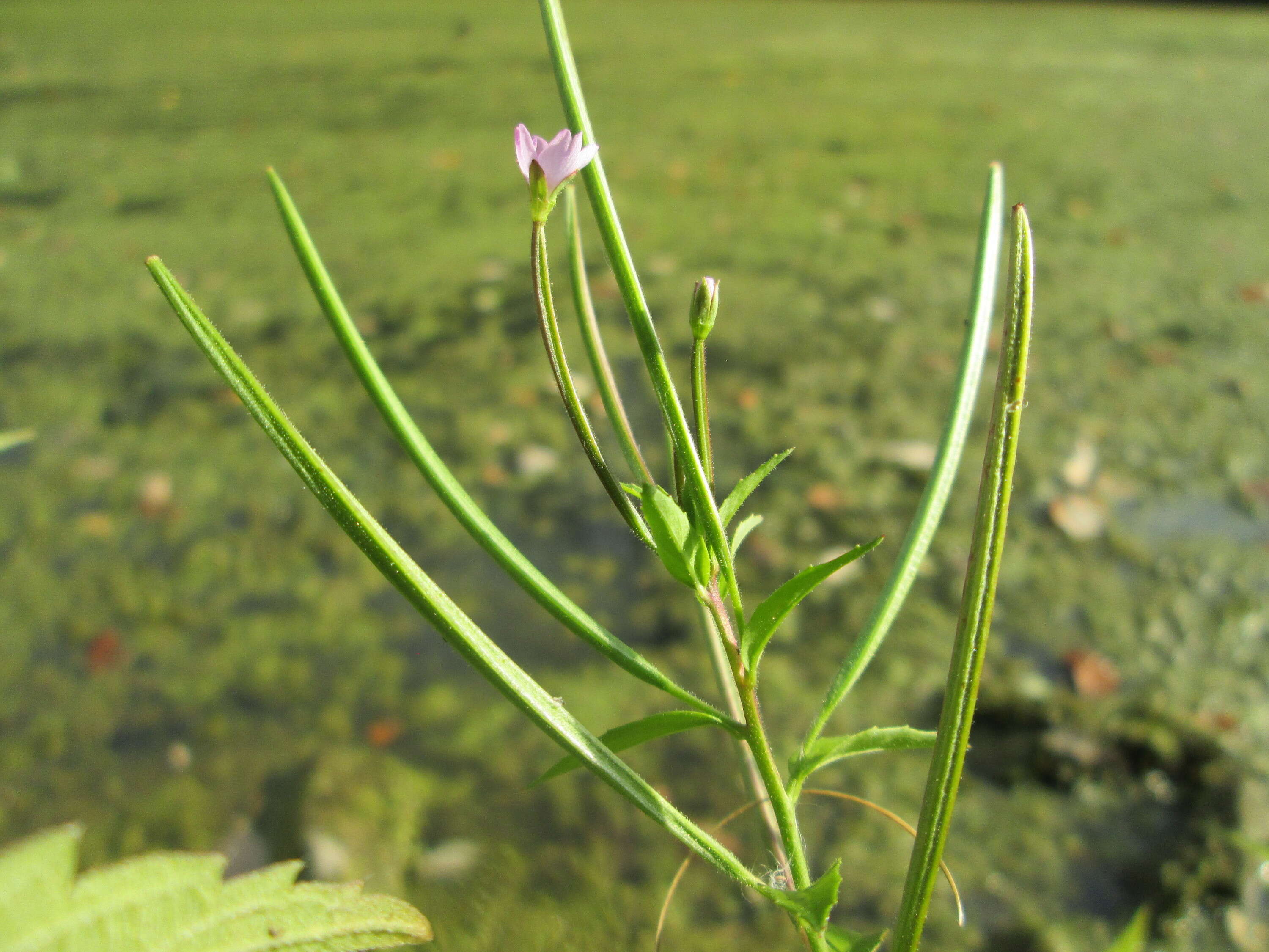 Imagem de Epilobium tetragonum L.