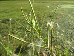 Imagem de Epilobium tetragonum L.