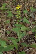 Image of stout goldenrod