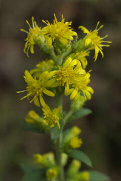 Image of stout goldenrod