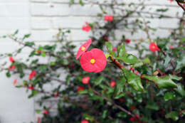 Image of Euphorbia geroldii Rauh