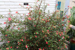 Image of Euphorbia geroldii Rauh