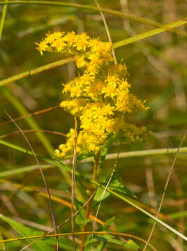 Image of bog goldenrod