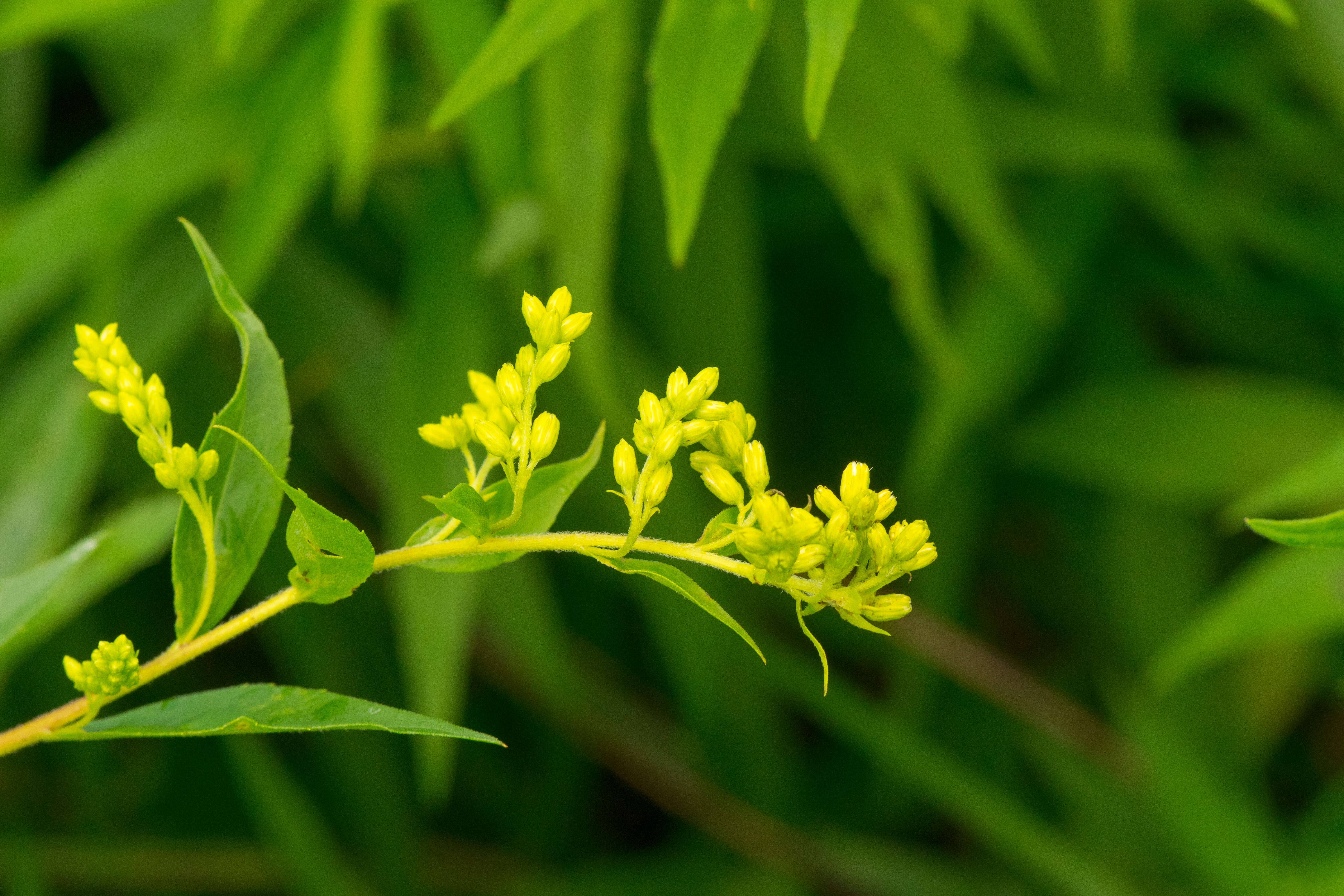 Image of bog goldenrod