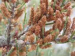 Image of Allocasuarina humilis (Otto & A. Dietr.) L. A. S. Johnson