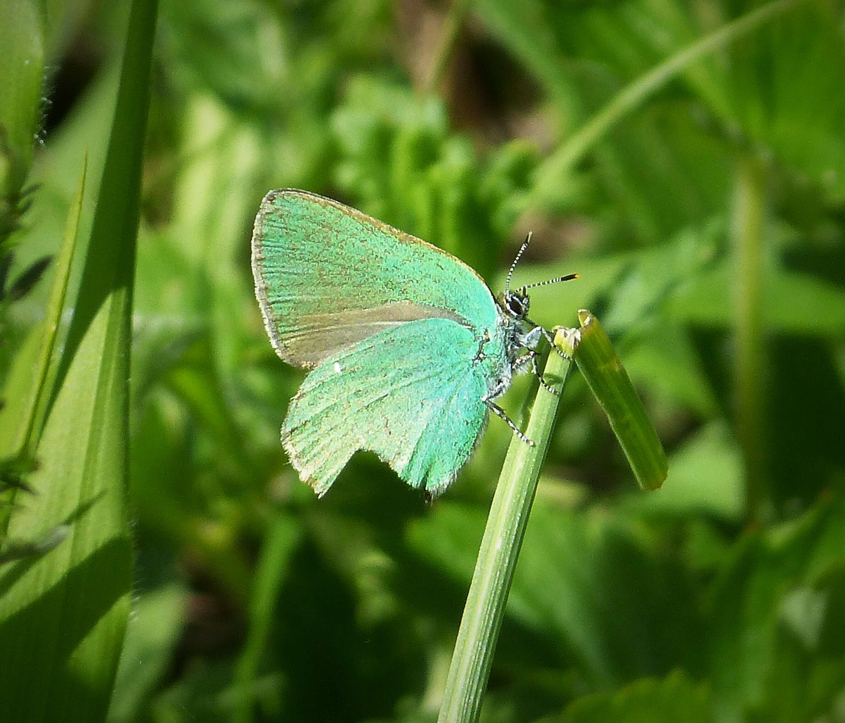 Plancia ëd Callophrys rubi (Linnaeus 1758)