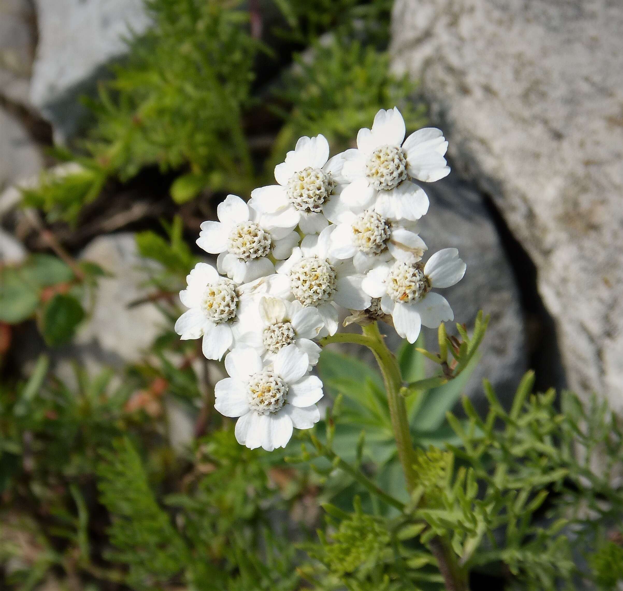 Achillea abrotanoides (Vis.) Vis. resmi