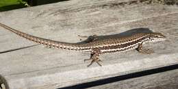 Image of Erhard's Wall Lizard