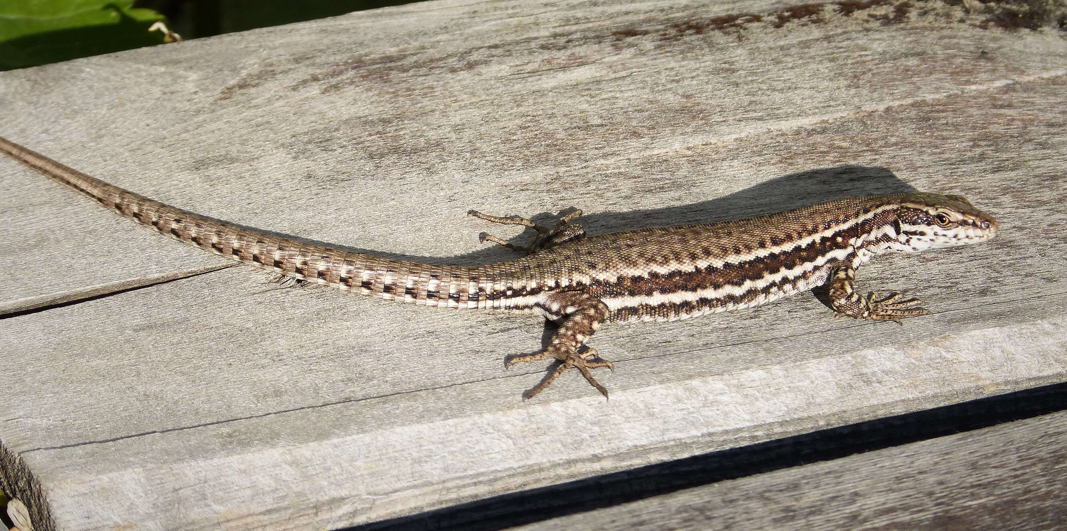 Image of Erhard's Wall Lizard