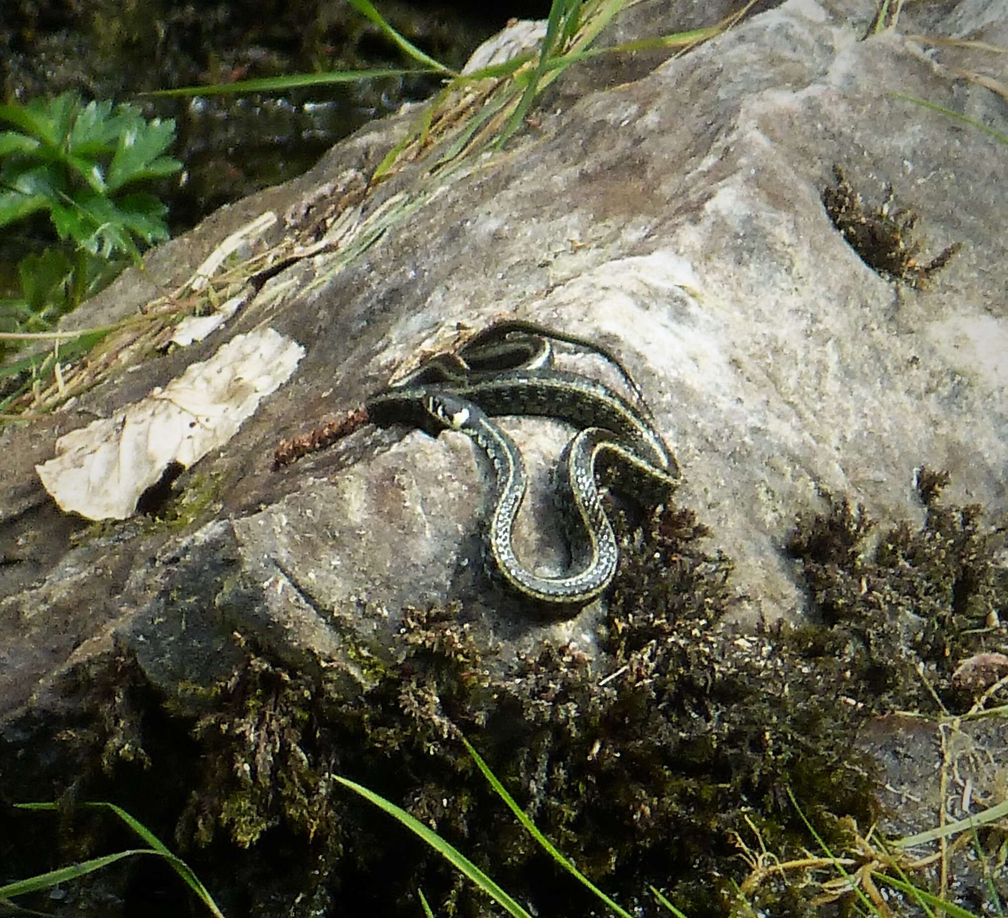 Image of Grass Snake