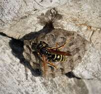 Image of Polistes biglumis (Linnaeus 1758)