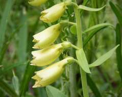 Imagem de Digitalis lutea L.