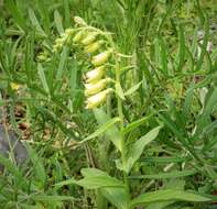 Imagem de Digitalis lutea L.