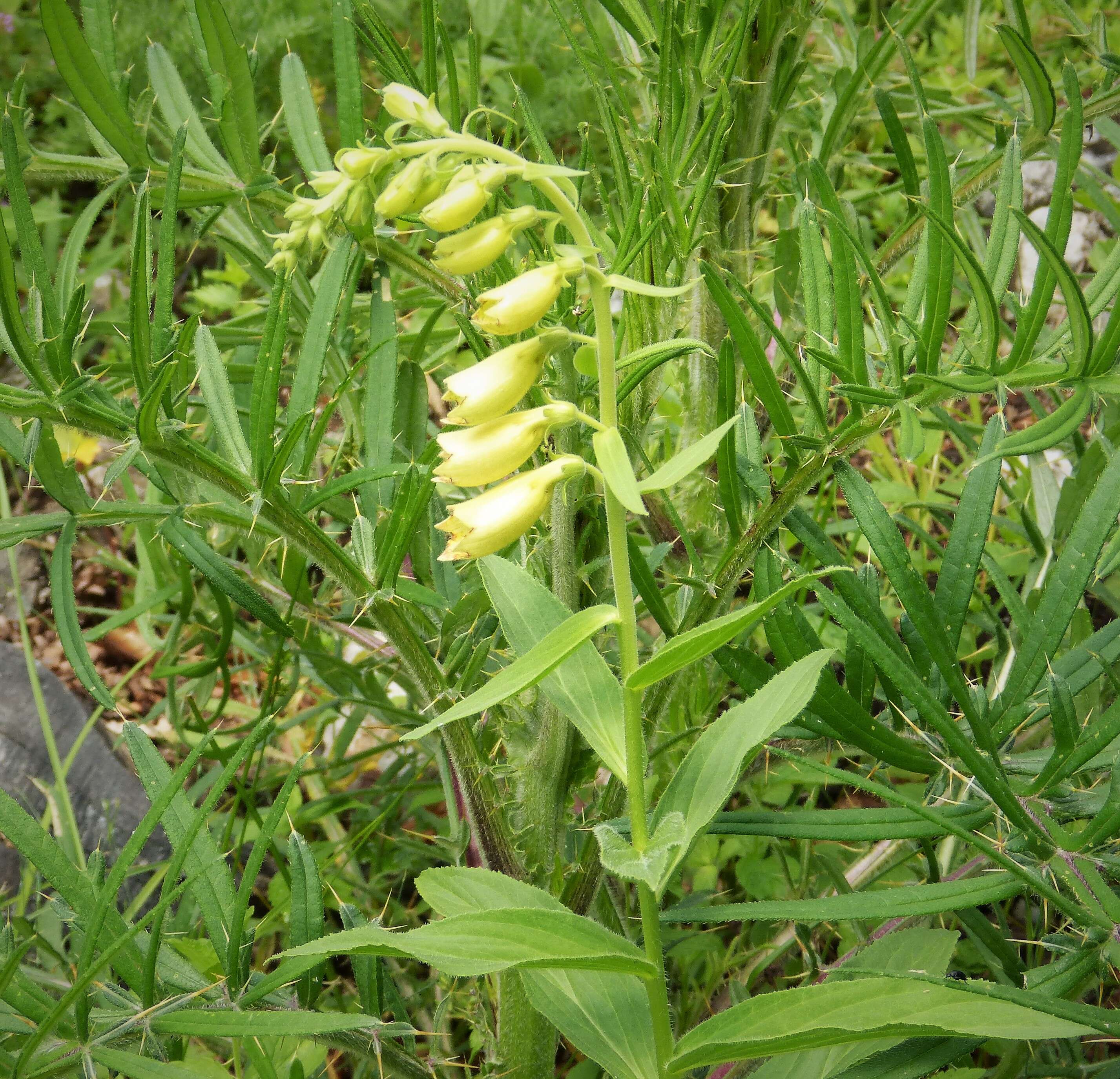 Imagem de Digitalis lutea L.