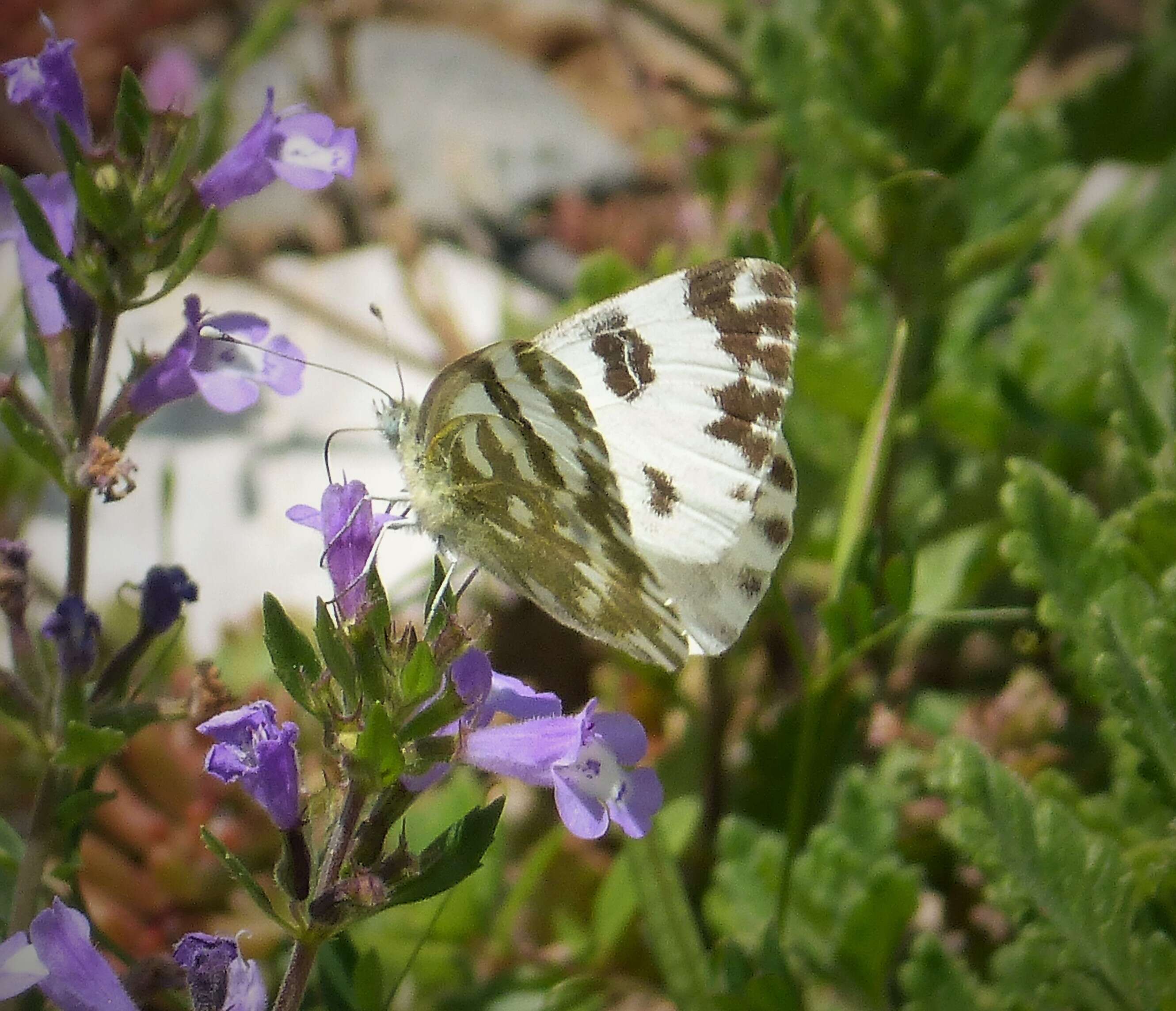 Image of Eastern Bath White