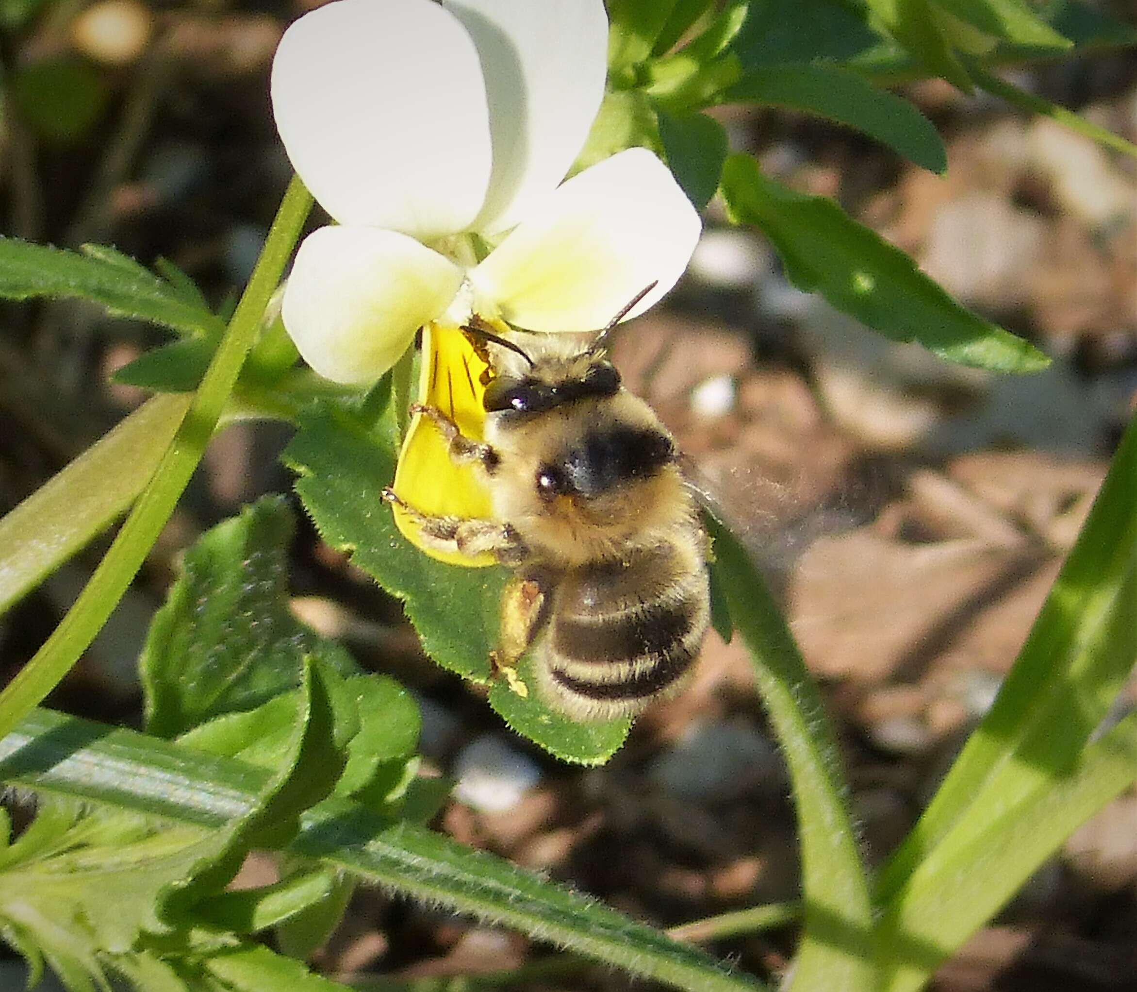 Image of Anthophora Latreille 1803