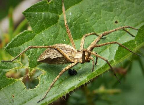 Image of Nursery-web spider