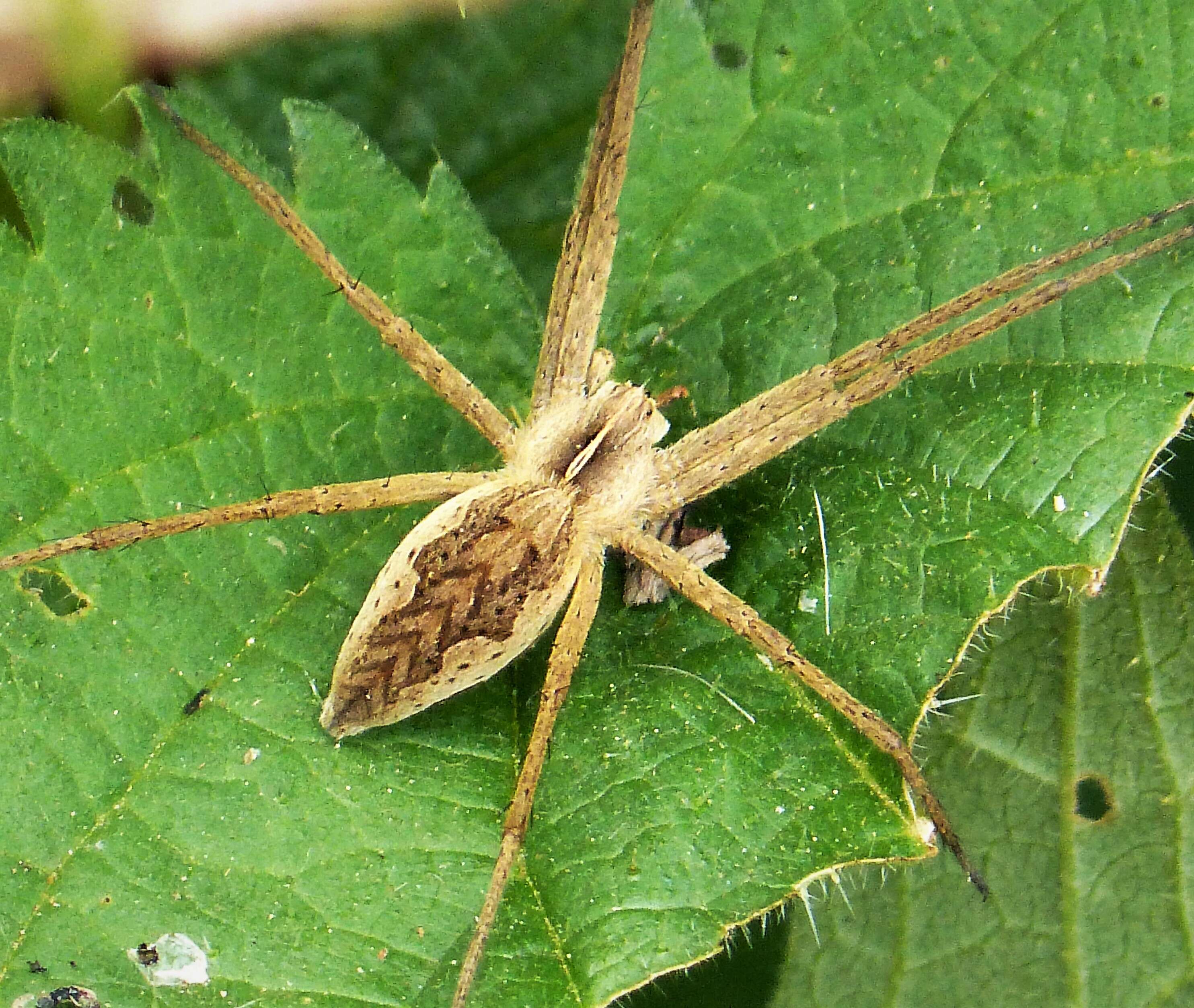 Image of Nursery-web spider