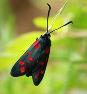 Image of six-spot burnet